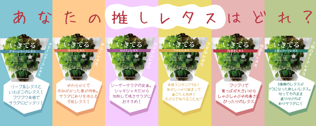 「いきてるレタス」レシピのご紹介！