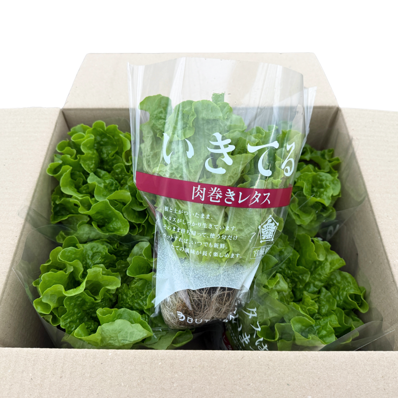 根付き肉巻きレタス 6株セット（個包装）