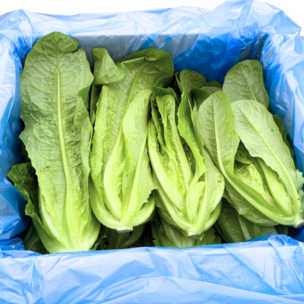 ロメインレタス(根カット2kg)
