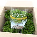 根付きフリルレタス 6株セット（個包装）
