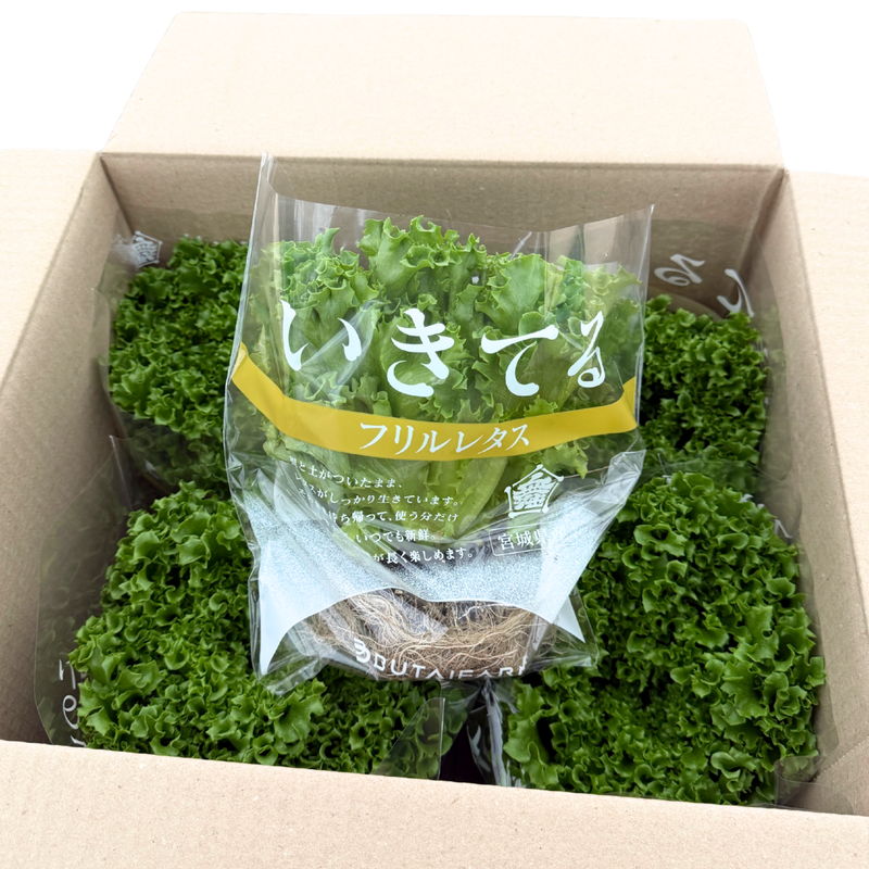 根付きフリルレタス 6株セット（個包装）